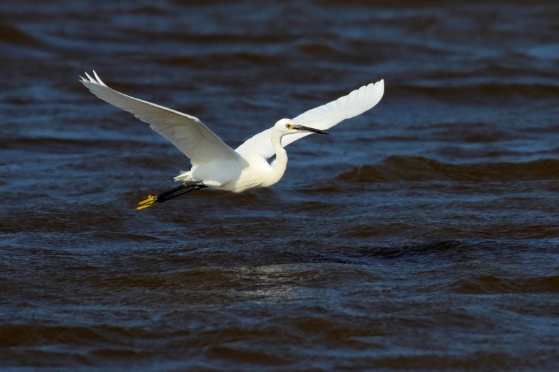 竹市溪埔子志工齊聚交流 共同守護水鳥棲地、打造永續城市生態
