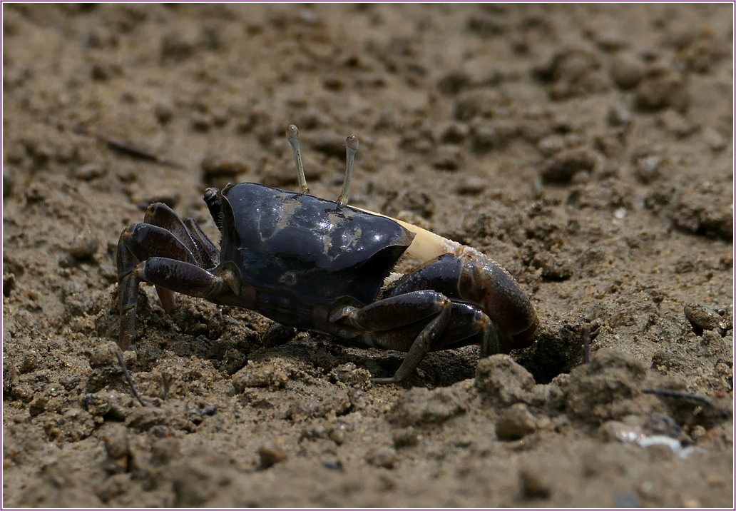 香山蟹田啟用！守護特有種臺灣旱招潮 打造香山濕地綠色旅遊新亮點
